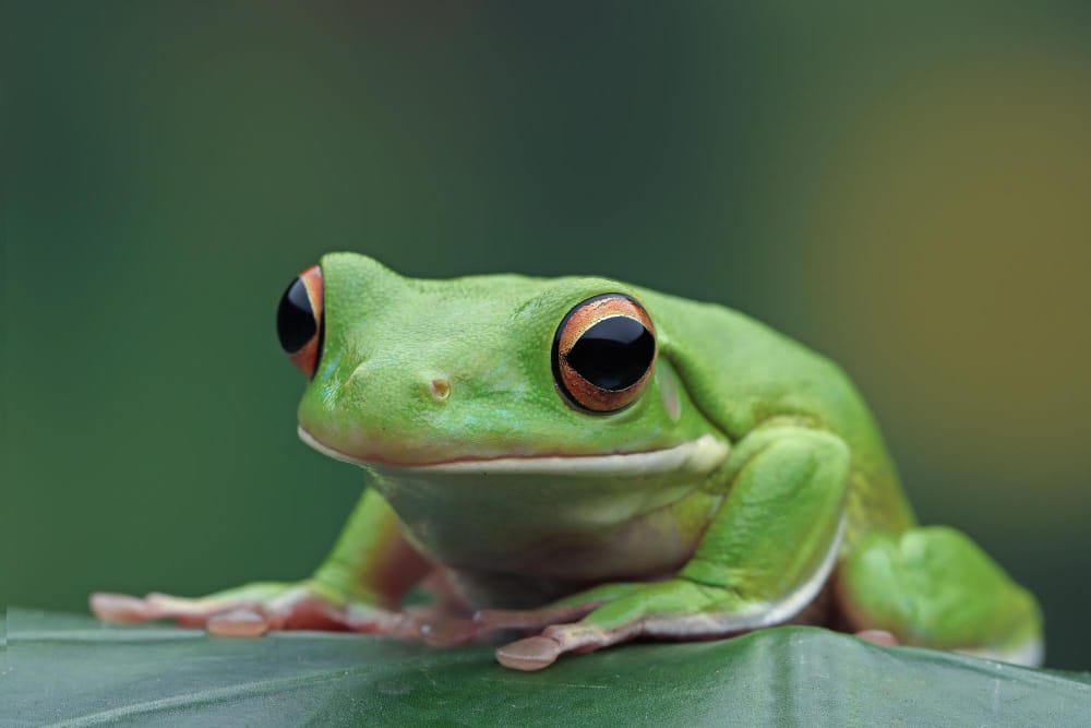 A frog calmly rests on a lush green leaf, embodying serenity and the harmony of nature in its natural habitat. Frogs and Toads
