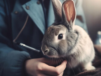 Identify Sick Rabbit