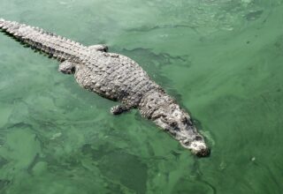 A crocodile glides effortlessly through the water, its eyes alert as it navigates its aquatic domain with stealth and grace.