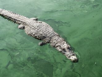 A crocodile glides effortlessly through the water, its eyes alert as it navigates its aquatic domain with stealth and grace.