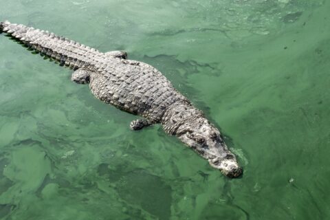 A crocodile glides effortlessly through the water, its eyes alert as it navigates its aquatic domain with stealth and grace.