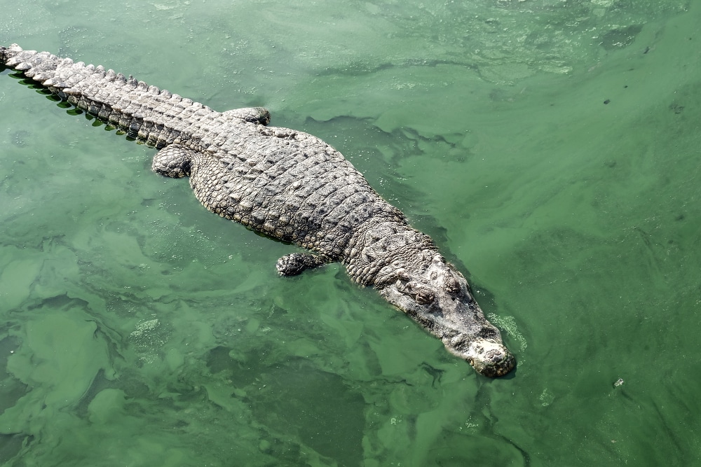A crocodile glides effortlessly through the water, its eyes alert as it navigates its aquatic domain with stealth and grace.
