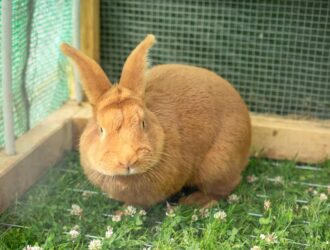 A Brown Pregnant Rabbit sitting silently in the corner of cage.