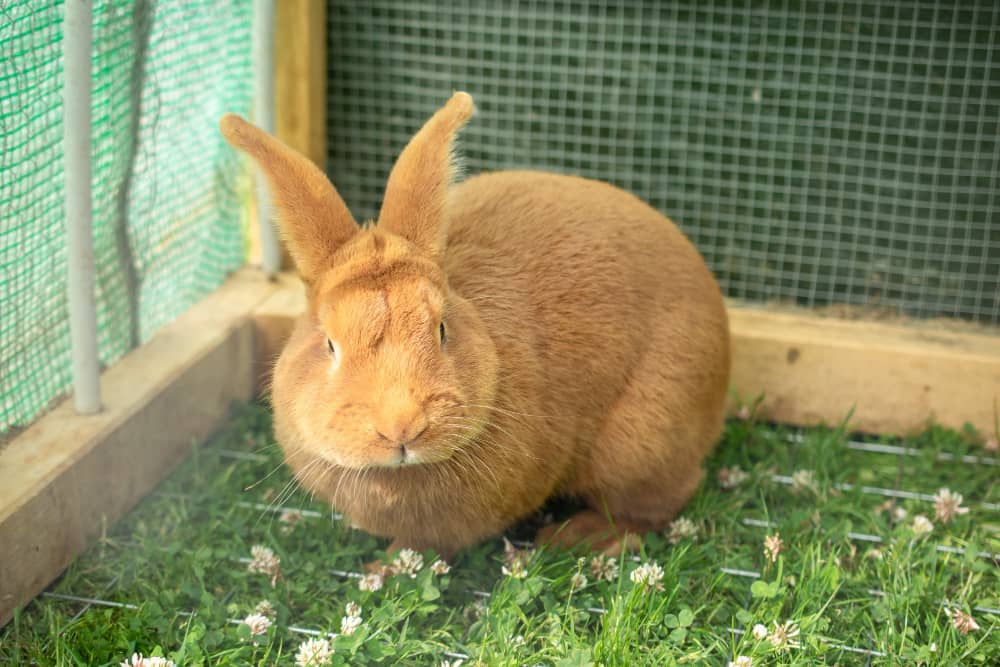 A Brown Pregnant Rabbit sitting silently in the corner of cage.