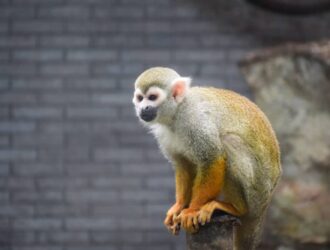 A curious capuchin monkey perched on a branch, observing its surroundings with keen interest and playful energy.