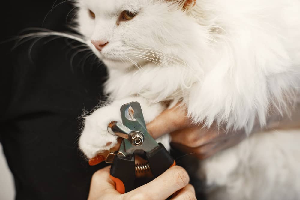 "A white fluffy cat calmly receives a Pedicure, showcasing the importance of grooming for feline well-being. Cat Pedicure