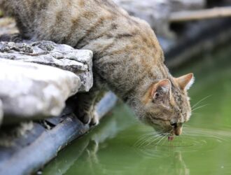 Cat Drinking Water from Puddle on Roadside