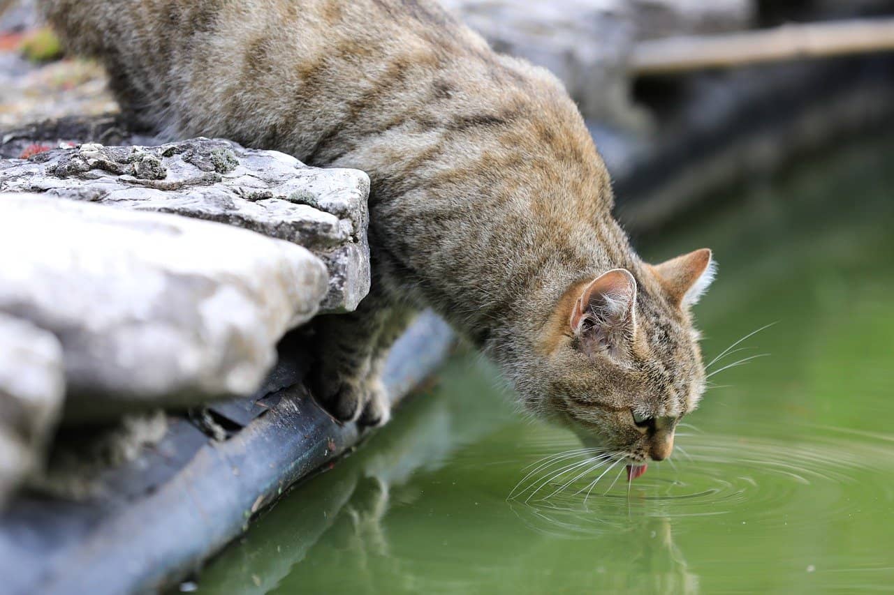 Cat Drinking Water from Puddle on Roadside