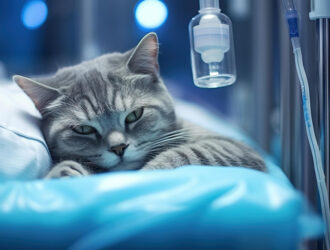 A cat receives intravenous treatment at a veterinary clinic, receiving care and attention to support its health and recovery.