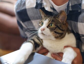 Cat watching the laptop screen, with its paws on the keyboard, while sitting on its owner's lap.