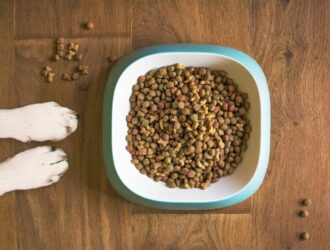 Dog food in bowl on wooden floor with dog's paw reaching towards it