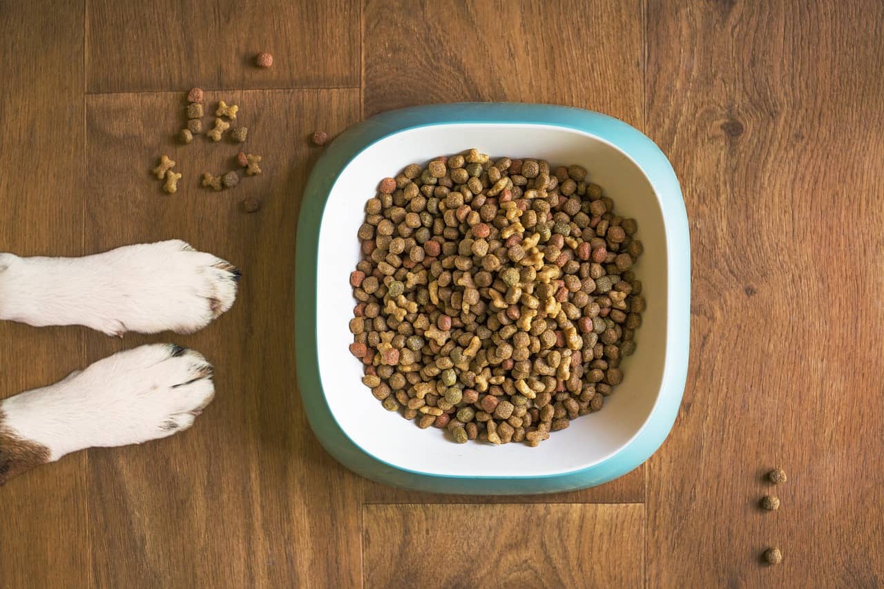 Dog food in bowl on wooden floor with dog's paw reaching towards it