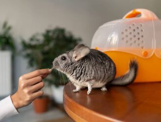 Overweight Rat Snacking on Table with Human Hand