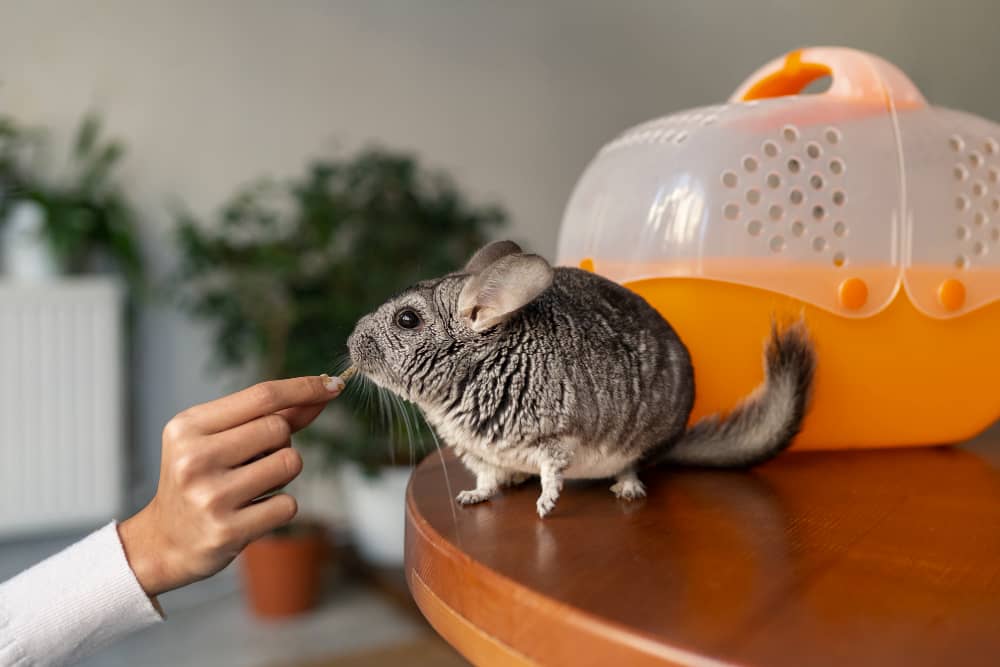 Overweight Rat Snacking on Table with Human Hand