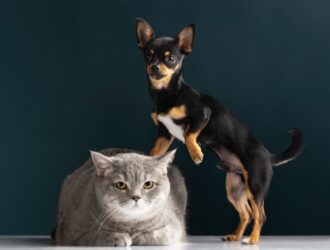 A chubby cat and a lean dog share a frame, illustrating their heartwarming friendship and bond despite their physical differences.