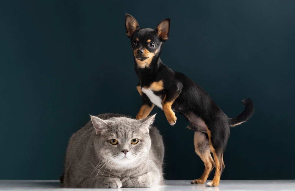 A chubby cat and a lean dog share a frame, illustrating their heartwarming friendship and bond despite their physical differences.