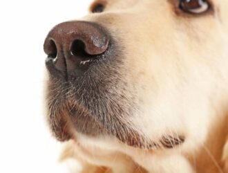 A close-up image of the unique nose print of a golden retriever, showcasing intricate details and individuality. Power of a Dog Nose
