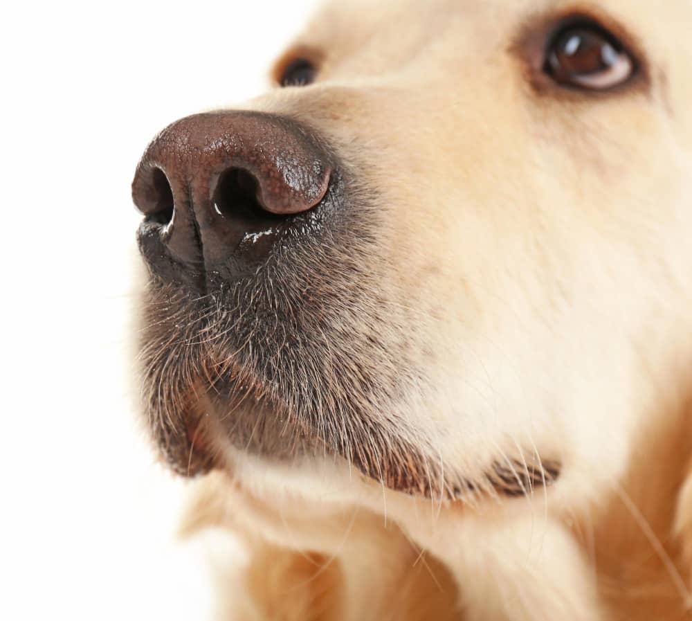 A close-up image of the unique nose print of a golden retriever, showcasing intricate details and individuality. Power of a Dog Nose