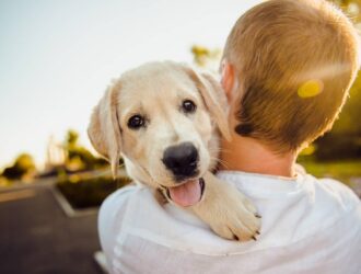 Happy dog perched on owner's shoulder outdoors, enjoying the sunshine and companionship