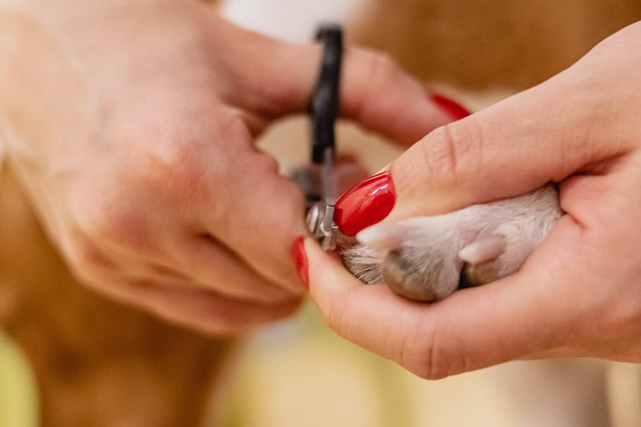Gently trimming a cat's nails with graceful hands adorned in red nail polish, ensuring care and comfort during the grooming process. Dog Clippers on Cats