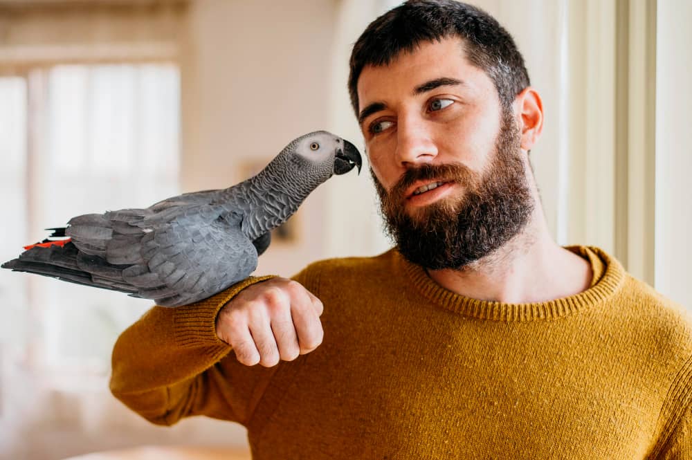 A bearded man gently pets his grey parrot perched on his hand, fostering a bond between owner and bird.