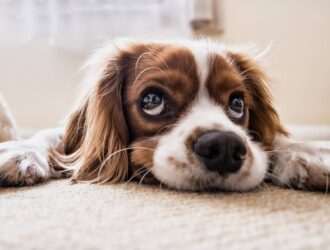 Puppy Resting on Indoor Carpet