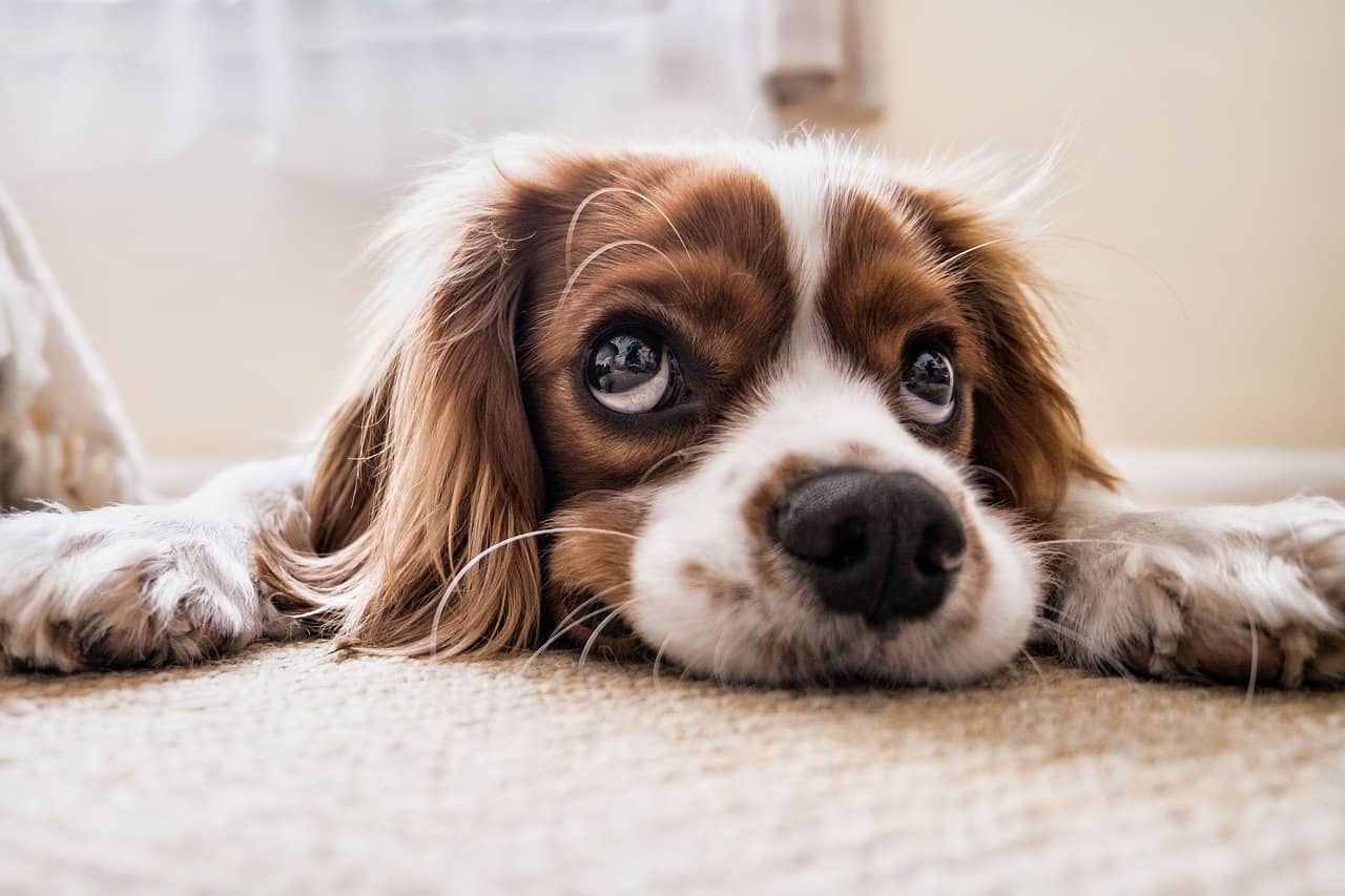 Puppy Resting on Indoor Carpet