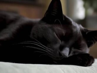 A black cat peacefully sleeps, its fur gleaming in the light, embodying tranquility and contentment.