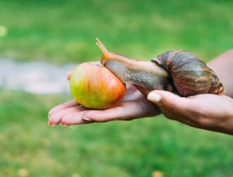 Giant African Land Snail Perched on a Hand Outdoors