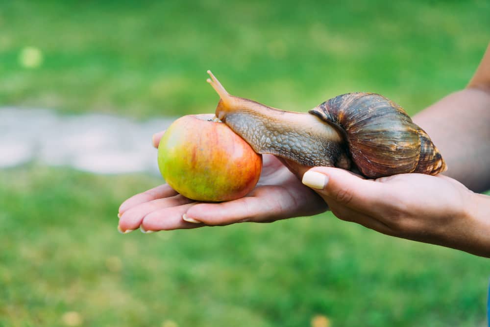 Giant African Land Snail Perched on a Hand Outdoors
