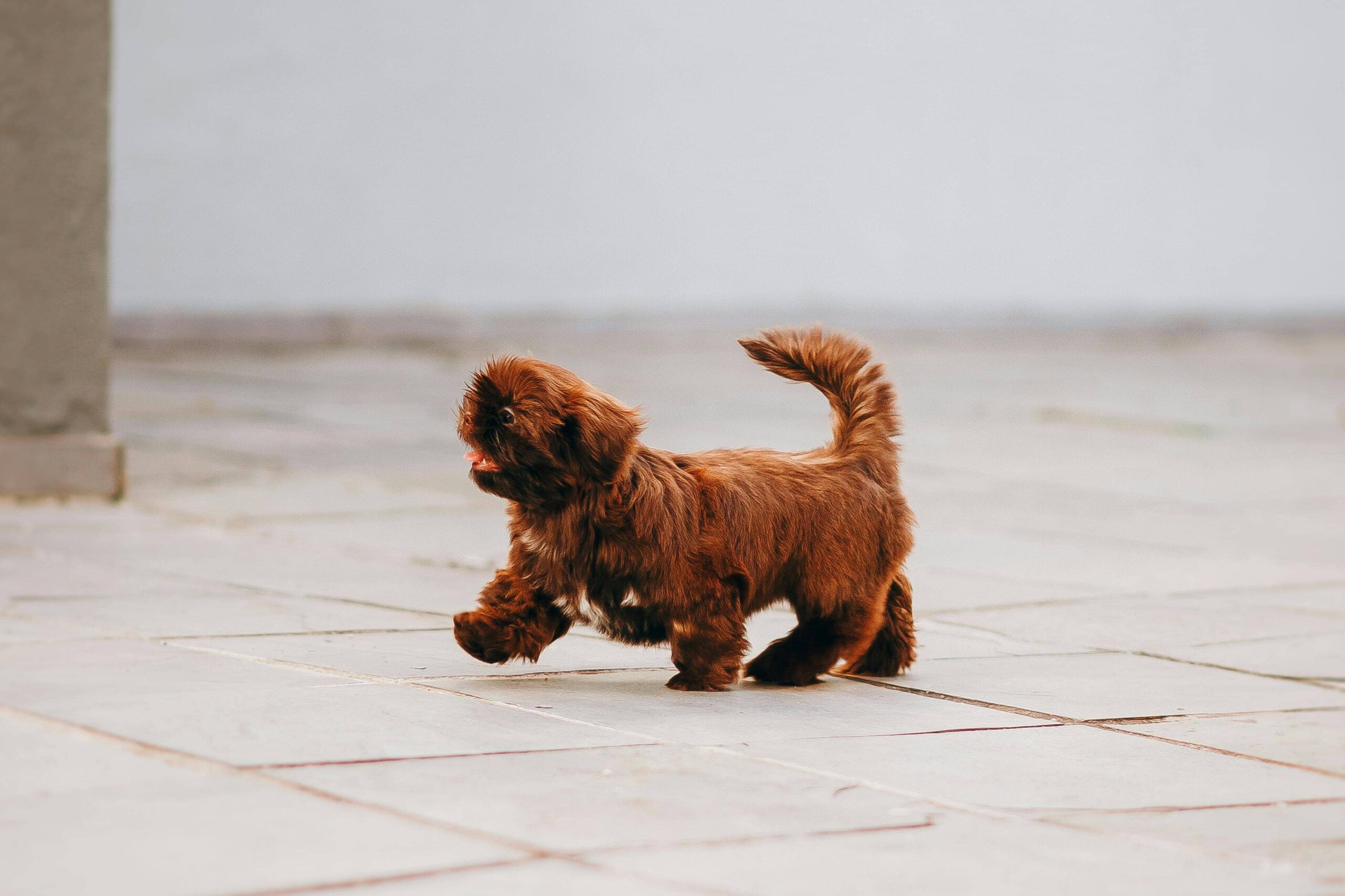 A small brown dog with a wagging tail walking along the road, exploring its surroundings with curiosity and energy.