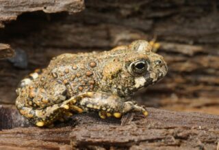 A toad perched peacefully on a rock, blending into its surroundings, showcasing nature's tranquility and beauty.