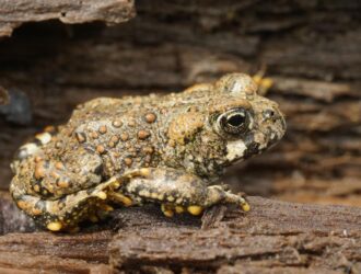 A toad perched peacefully on a rock, blending into its surroundings, showcasing nature's tranquility and beauty.