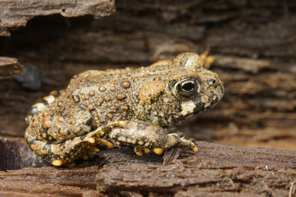 A toad perched peacefully on a rock, blending into its surroundings, showcasing nature's tranquility and beauty.