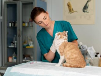 A veterinarian conducts a check-up on a cat in the clinic, ensuring its health and providing necessary care with expertise.