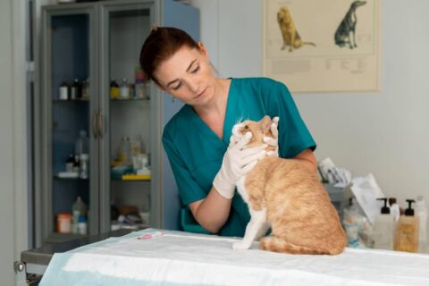 A veterinarian conducts a check-up on a cat in the clinic, ensuring its health and providing necessary care with expertise.