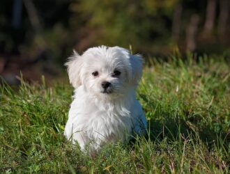 A stunning, fluffy white dog sitting gracefully on the lush green grass.