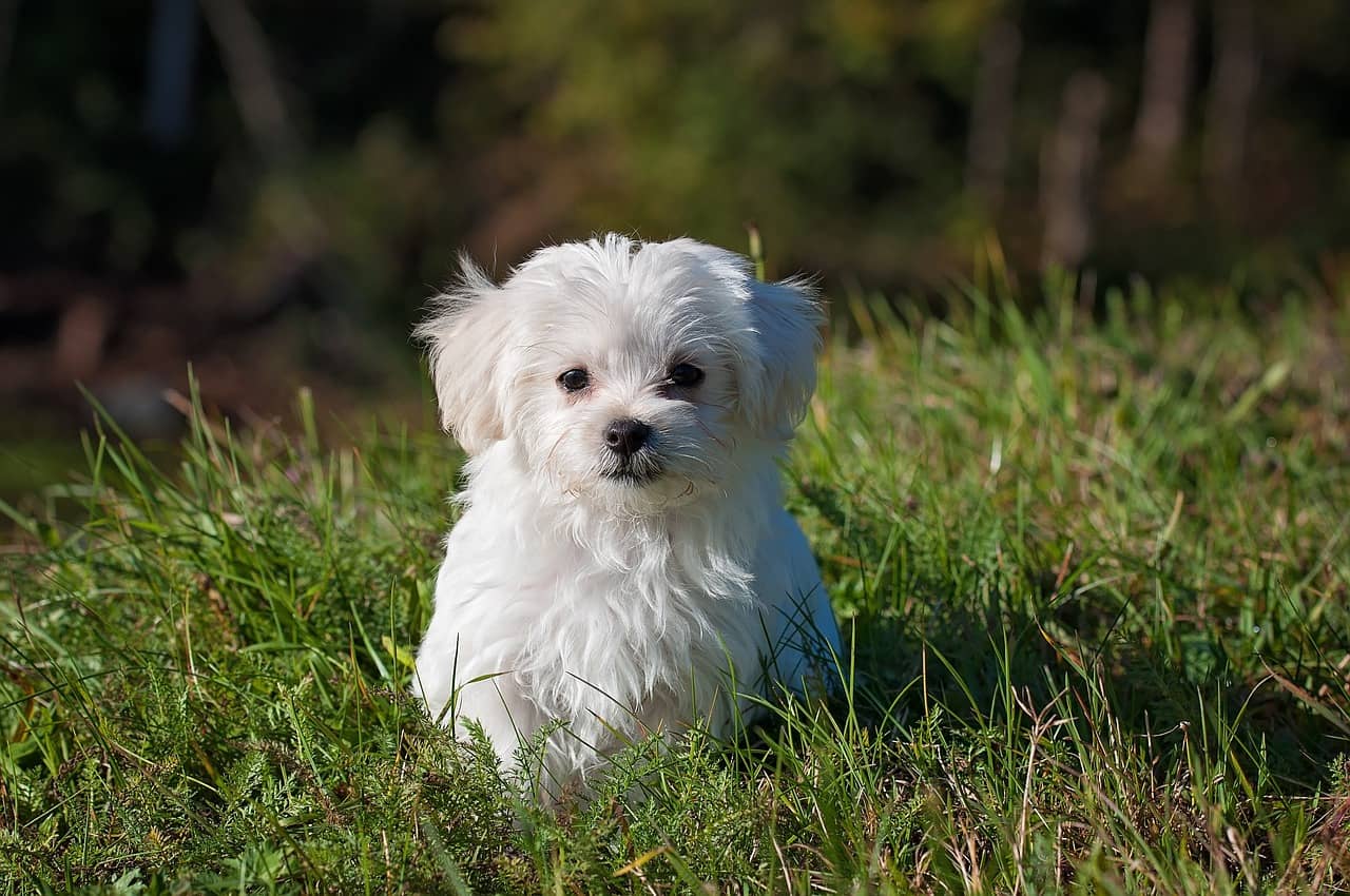 A stunning, fluffy white dog sitting gracefully on the lush green grass.