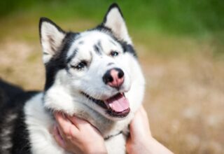 The focused gaze of a wolf in a close-up portrait captures the essence of its wild spirit and primal elegance. Owning a Wolf Pet