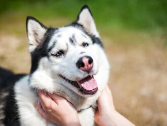 The focused gaze of a wolf in a close-up portrait captures the essence of its wild spirit and primal elegance. Owning a Wolf Pet