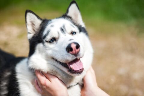 The focused gaze of a wolf in a close-up portrait captures the essence of its wild spirit and primal elegance. Owning a Wolf Pet
