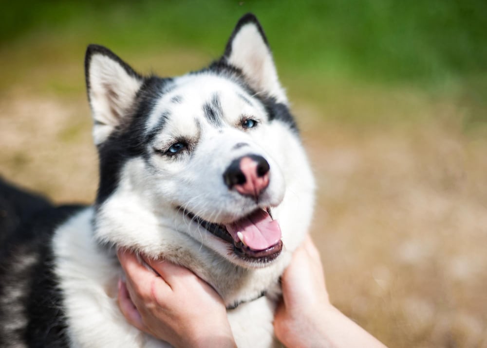 The focused gaze of a wolf in a close-up portrait captures the essence of its wild spirit and primal elegance. Owning a Wolf Pet