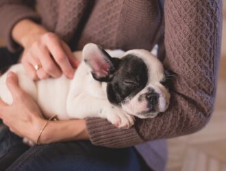 Small Bulldog Puppy Resting in Owner's Arms