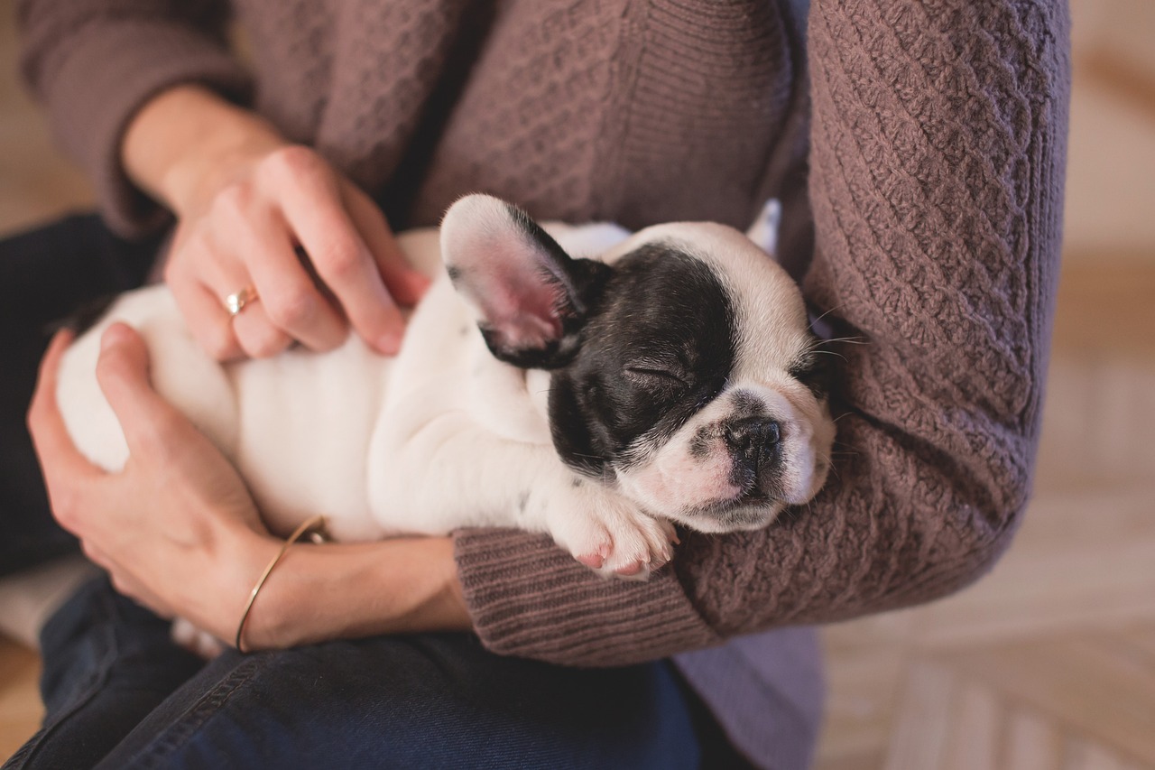 Small Bulldog Puppy Resting in Owner's Arms