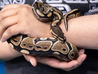 closeup person holding snake hands