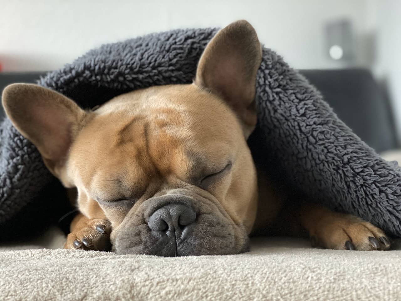 French Bulldog peacefully sleeping under a cozy blanket