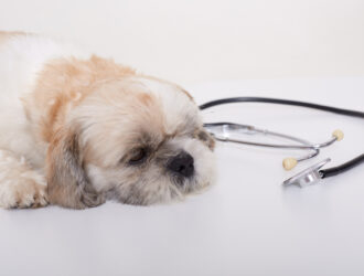 Young Pekingese Dog Lying on White Floor Next to Stethoscope
