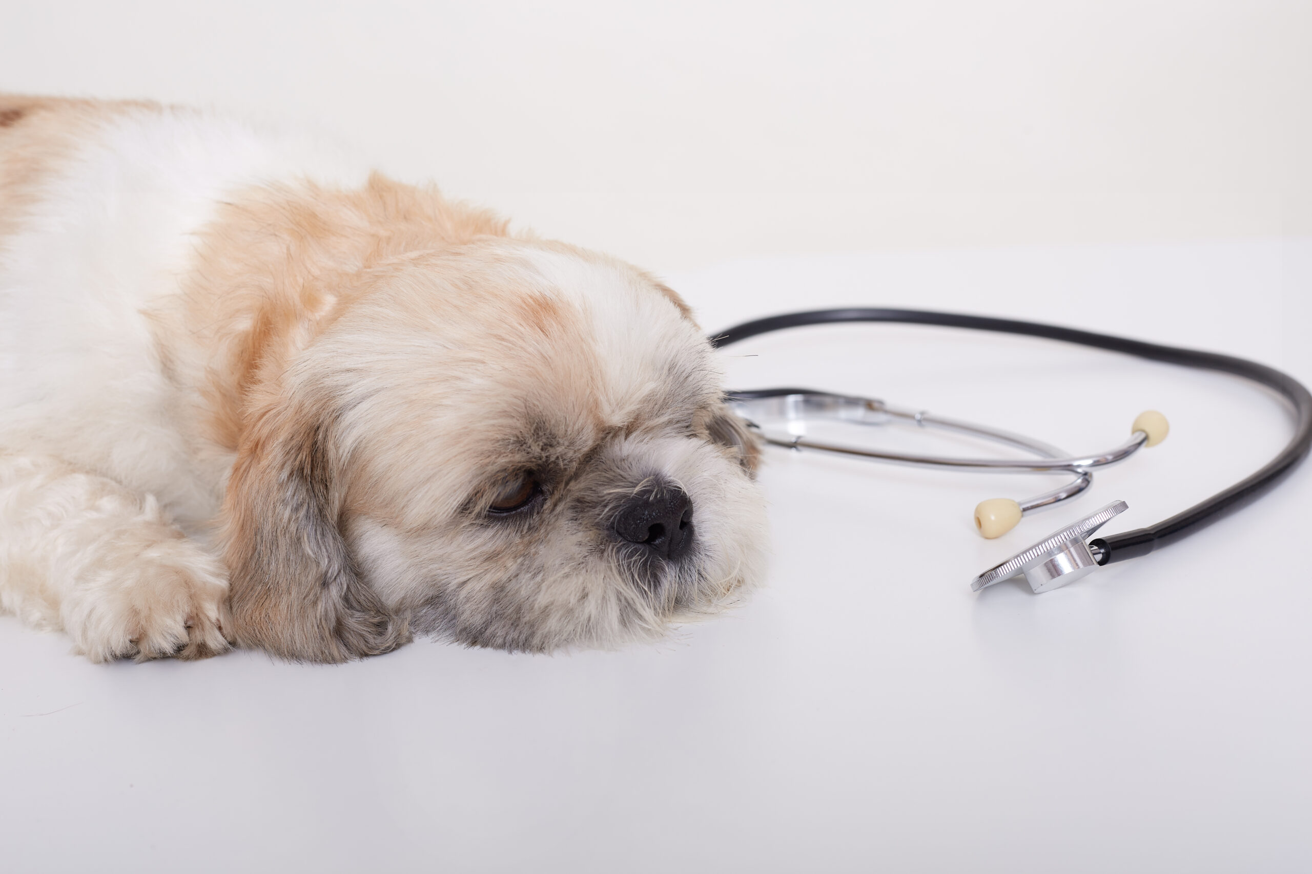 Young Pekingese Dog Lying on White Floor Next to Stethoscope