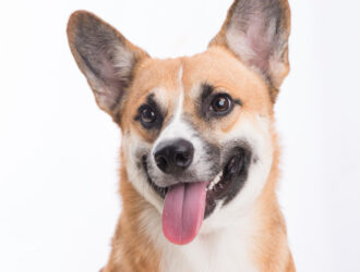 A portrait of a Welsh Corgi Pembroke dog against a clean white background.
