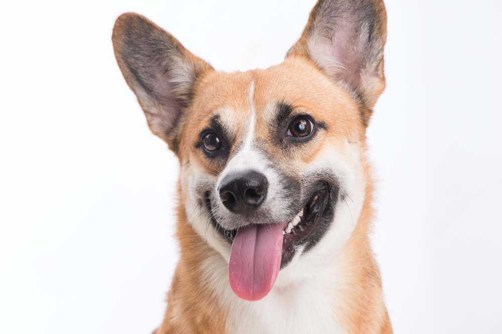 A portrait of a Welsh Corgi Pembroke dog against a clean white background.
